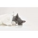 2in1 Pet Trimmer Petkit