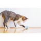 Interactive Cat Toy Cheerble Wicked Snail (blue)