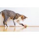 Interactive Cat Toy Cheerble Wicked Snail (brown)