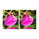 3 filters ND16+ND64+ND256 Sunnylife for Pocket 3